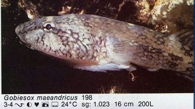 Gobiesox maeandricus